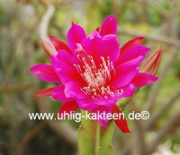 Epiphyllum-Hybr. Roger Paetz