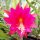 Epiphyllum-Hybr. Roger Paetz