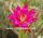 Epiphyllum-Hybr. Roger Paetz