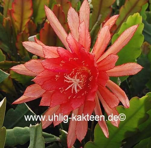Epiphyllum-Hybr. Royal Heir