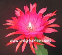 Epiphyllum-Hybr. Ruby Pinwheel