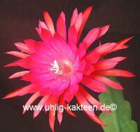 Epiphyllum-Hybr. Ruby Pinwheel