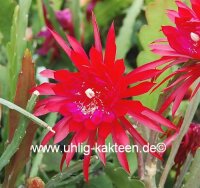 Epiphyllum-Hybr. Ruby Pinwheel