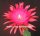 Epiphyllum-Hybr. Ruby Pinwheel