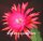 Epiphyllum-Hybr. Ruby Pinwheel