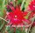 Epiphyllum-Hybr. Ruby Pinwheel