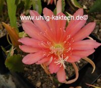 Epiphyllum-Hybr. Salmon Ketsch Blüte...