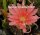 Epiphyllum-Hybr. Salmon Ketsch Blüte rosa-lachs-violett / rose-salmon-violet