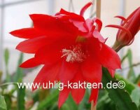 Epiphyllum-Hybr. Samite