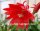 Epiphyllum-Hybr. Samite