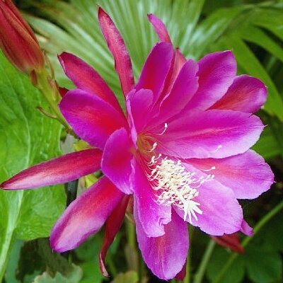 Epiphyllum-Hybr. Santa Barbara