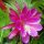 Epiphyllum-Hybr. Santa Barbara
