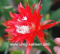 Epiphyllum-Hybr. Sarah Paetz