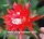Epiphyllum-Hybr. Sarah Paetz