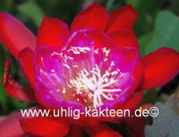 Epiphyllum-Hybr. Saumon