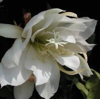 Epiphyllum-Hybr. Schlesien