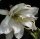Epiphyllum-Hybr. Schlesien
