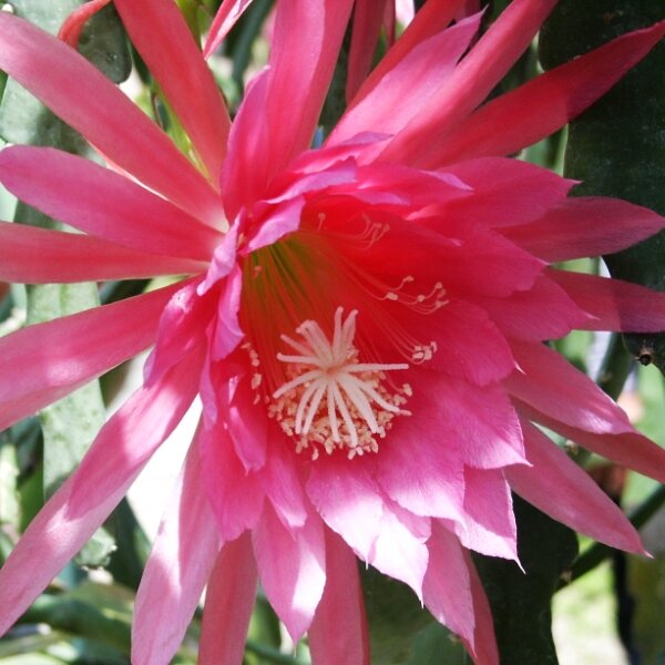 Epiphyllum-Hybr. Schönheitskönigin