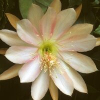 Epiphyllum-Hybr. Serena