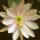 Epiphyllum-Hybr. Serena
