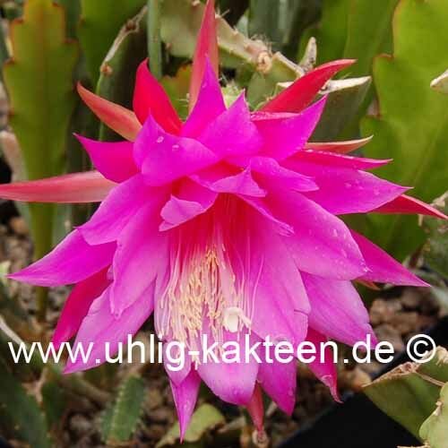 Epiphyllum-Hybr. Beahms Surprise