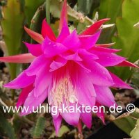 Epiphyllum-Hybr. Beahms Surprise