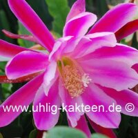 Epiphyllum-Hybr. Beahms Surprise