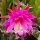 Epiphyllum-Hybr. Beahms Surprise