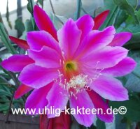 Epiphyllum-Hybr. Show boat