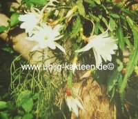 Epiphyllum-Hybr. Silke Paetz