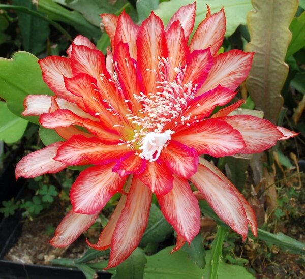 Epiphyllum-Hybr. Slightly Sassy
