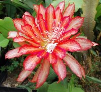 Epiphyllum-Hybr. Slightly Sassy