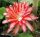 Epiphyllum-Hybr. Slightly Sassy