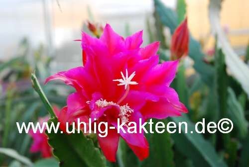 Epiphyllum-Hybr. Sonja Paetz