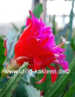 Epiphyllum-Hybr. Sonja Paetz