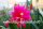 Epiphyllum-Hybr. Sonja Paetz