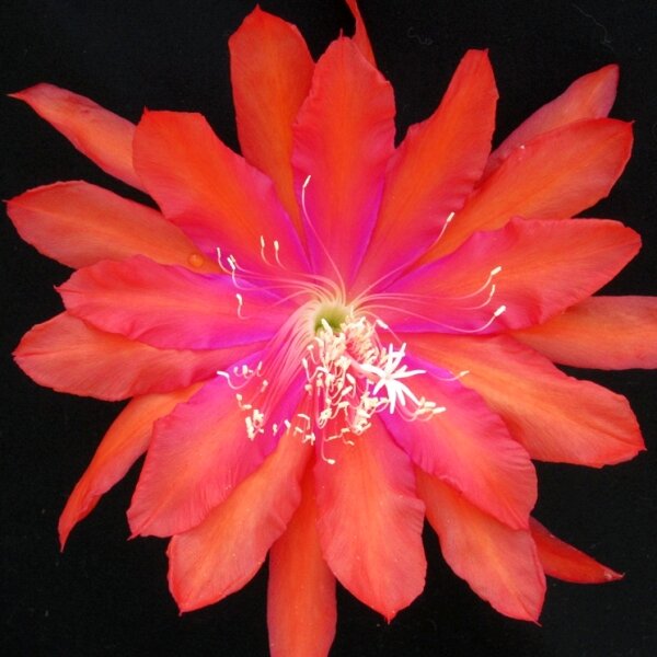 Epiphyllum-Hybr. South of Border