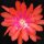 Epiphyllum-Hybr. South of Border