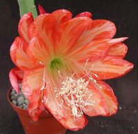 Epiphyllum-Hybr. Spun Gold