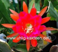 Epiphyllum-Hybr. Edle von St Ommeln