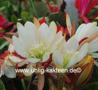 Epiphyllum-Hybr. Star Bright