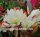 Epiphyllum-Hybr. Star Bright