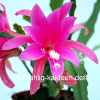 Epiphyllum-Hybr. Stephanie Paetz