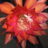Epiphyllum-Hybr. Stern von Erlau Blüte...