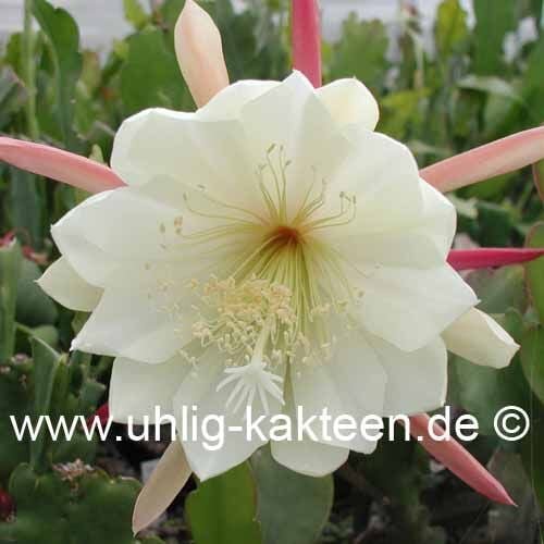 Epiphyllum-Hybr. Sitka Blüte weiß-gelb / white-yellow