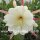 Epiphyllum-Hybr. Sitka Blüte weiß-gelb / white-yellow