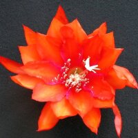 Epiphyllum-Hybr. Sun Flare Blüte orange-magenta