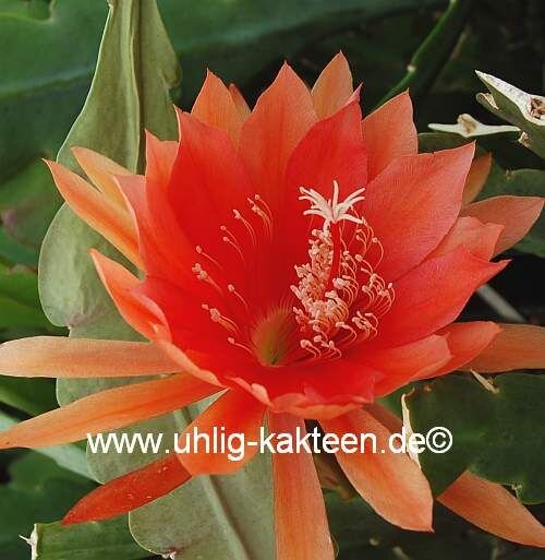 Epiphyllum-Hybr. Sunland