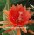 Epiphyllum-Hybr. Sunland