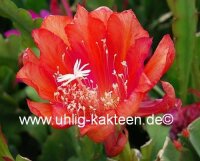 Epiphyllum-Hybr. Tel Star